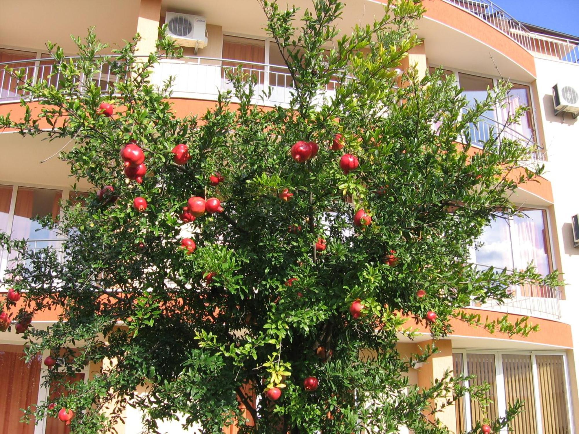 Family Hotel Deja Vu Ράβντα Εξωτερικό φωτογραφία